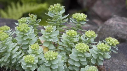 ashwagandha-y-rhodiola-gestion-estres-wide_webp