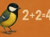 Descubren-que-las-aves-son-sorprendentemente-buenas-en-las-matemáticas-wide_webp
