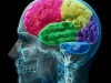 cerebro-piscologia-wide_webp