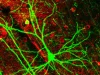 red-neuronal-por-defecto-hallazgos-mas-relevantes-de-neurociencia-moderna-wide_webp