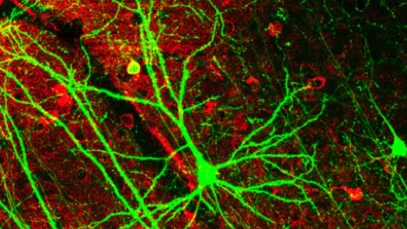 red-neuronal-por-defecto-hallazgos-mas-relevantes-de-neurociencia-moderna-wide_webp